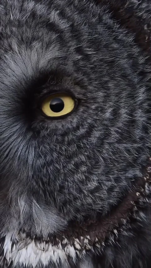 Close-up view of owl's eyes Stock Footage 319383957