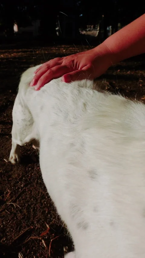 Close up  view of the owner of a white dog pulling his hair out Видео 280477321