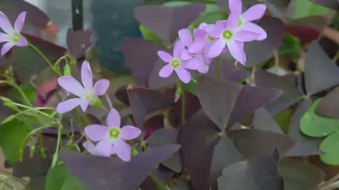 Close-up view of oxalis triangularis flowers plant with vibrant violet leaf Vídeo Stock 309395414