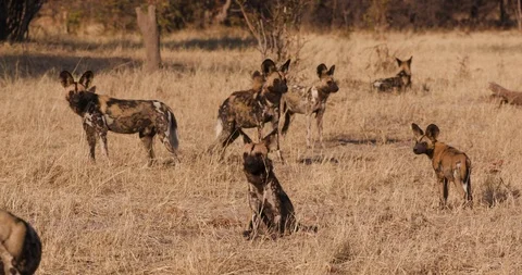 Close-up view of a pack of African wild dogs with young pups in the Okavango Stock Footage 118317134