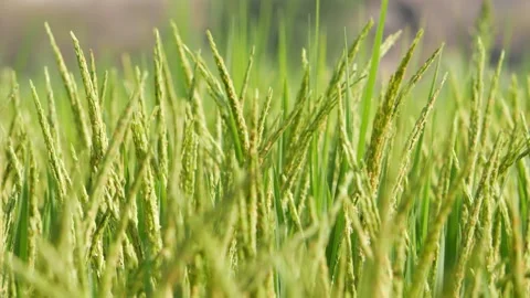 Close-up view of paddy crop in field , Paddy crop in the fields Stock-Footage 151950223