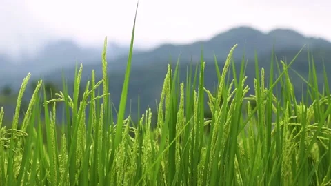 Close up view of paddy field. Stock Footage 220293055