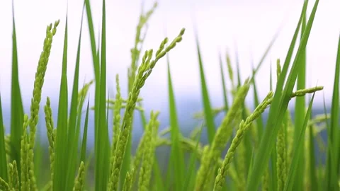 Close up view of paddy field. Stock Footage 220293056
