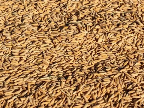 A close-up view of paddy rice drying in the sun Stock Photos