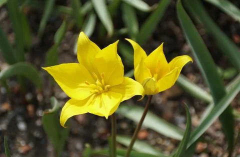 Close-up view of a pair of bright yellow Wood Tulips with delicate petals a.. Stock Photos