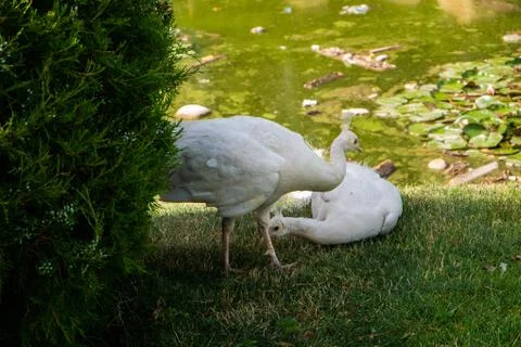 A close view of a pair of snow-white peacocks. The female lies on the grass, the Stock Photos