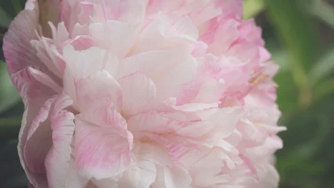 Close up view of a pale pink peony blossom growing in garden Stock Footage 130134029