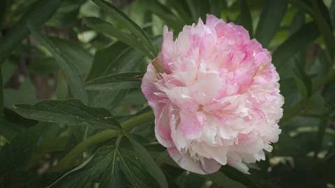 Close up view of a pale pink peony blossom growing in garden Stock Footage 130134072