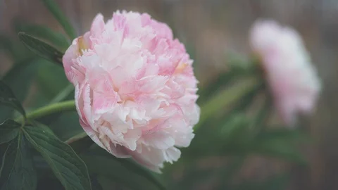 Close up view of pale pink peony blossoms growing in garden Stock Footage 130134115