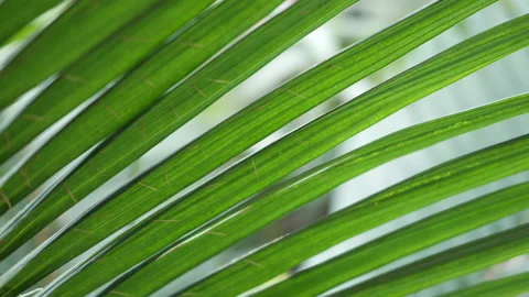 Close up view of a palm leaf. Natural tropical tree Stock Footage 151614773