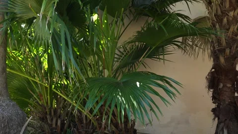 Close-up view of palm leaves that provide a beautiful sight under the sunlight Stock Footage 305727032