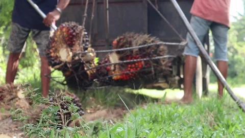 Close-up view of palm oil fruit weighing activity Stock Footage 286394334