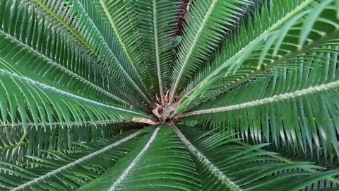 Close up view of Palm plant. 스톡 동영상 265939310