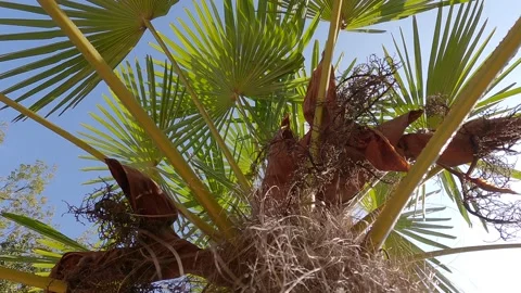 Close-up view on palm tree and palm leaves Stock Footage 140739986