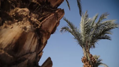 Close up view of the palm tree bark on foreground and palm tree leaves on Stock Footage 181646541