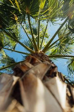 Close view of palm tree with blue sky, Creative natural tropical background with Stock Photos