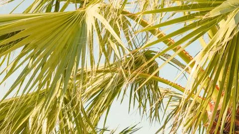 Close-up view of palm tree leaves against a clear blue sky Stock Photos