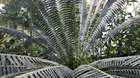Close up view of Palm tree with long branches growing in side the Green house Stock Footage 326023613