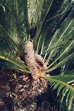 Close up view of palm tree trunk and leaves in daylight Stock Photos