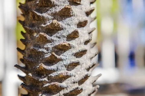 Close up view of palm tree trunk texture with sharp thorns and natural pattern. Stock Photos