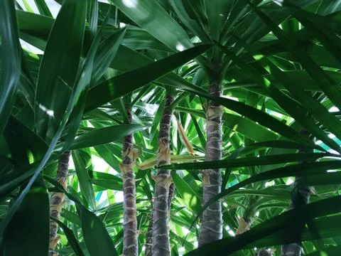 Close-up view of palm tree trunks in the jungle. Concept background, wildlife Stock Photos