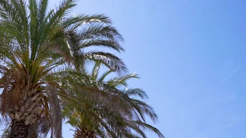 Close up view of palm trees against the sky Video stock 239373723