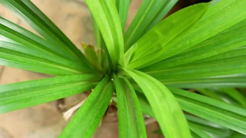 Close-up view of the pandan leaves (Pandanus amaryllifolius) in the garden. 動画素材 201200858