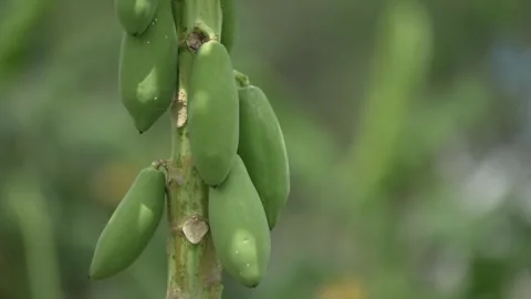 Close up view of papaya tree and immature fruit on blurry background Stock Footage 262403691