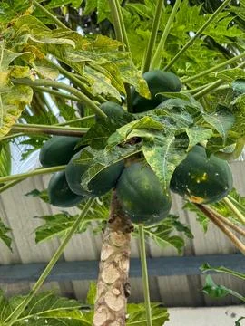 Close up view of a papaya tree with lots of papaya taken from below Stock Photos