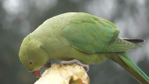 A close-up view of a parakeet eating an apple. 库存影片 133067896