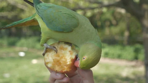 A close up view of a parakeet eating an apple. Stock Footage 139064288