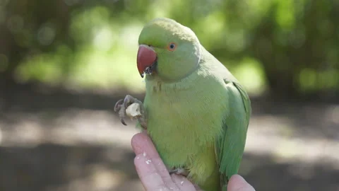 A close up view of a parakeet feeding of a person’s hand. 스톡 동영상 156814402