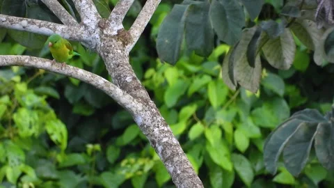 Close View Parakeet Parrot Perched on Branch Colombia 스톡 동영상 325682628