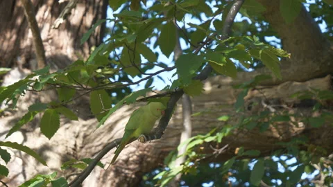A close-up view of a parakeet perched on a branch. Stock Footage 125399266