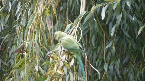 A close-up view of a parakeet perched on the branch of leafy tree. Stockbeeldmateriaal 136037939