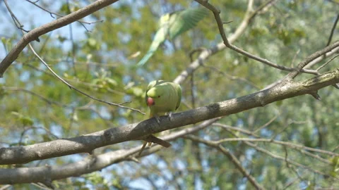 A close up view of a parakeet sitting on a tree branch. Stock Footage 139066242