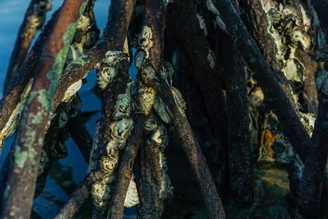 Close-up view of a parasitized mangrove root Stock Photos