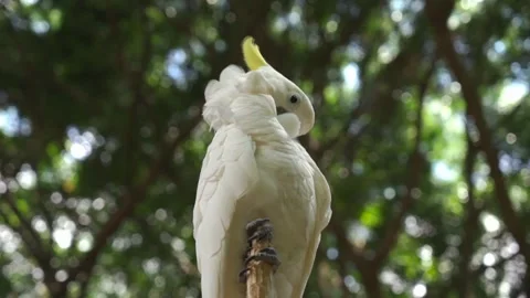 Close up view of parrot Stockbeeldmateriaal 244452531