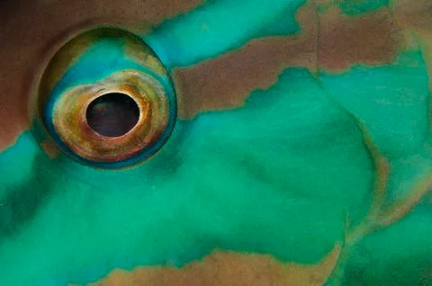 Close-up view of parrotfish eye, Belize. Stock-Fotos