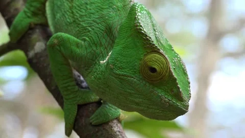 Close-up view of Parson's chameleon on branch in rainforest, eastern Madagascar Video stock 313563453