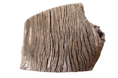Close-up view of a part of the tree Stump isolated on a white background - a gra 스톡 사진