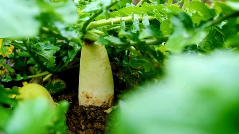 Close-up view of a partially visible daikon radish amongst lush green foliage Stock Footage 309547109