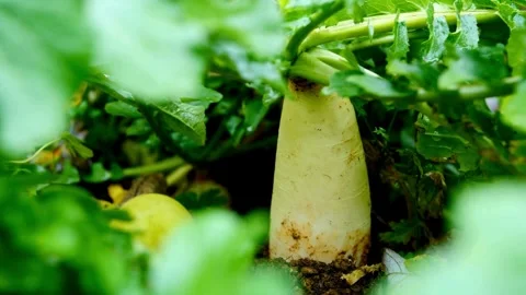 Close-up View of a Partially Visible Daikon Radish Growing in a Garden 스톡 동영상 309547215