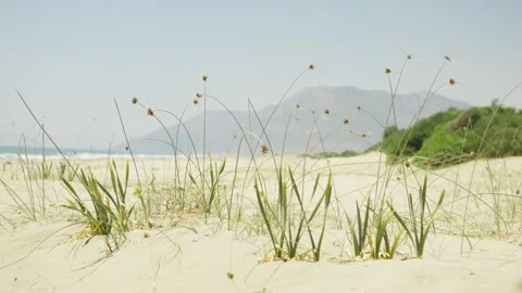 Close Up View of Patara Beach Dunes and Coastal Vegetation in Turkey. Vídeos de archivo 346105747