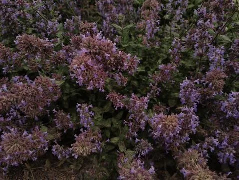 A close-up view of a patch of catnip flowers blooming in the summer Stock Photos