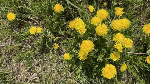 A close-up view of a patch of dandelions in a grassy area. Foto stock