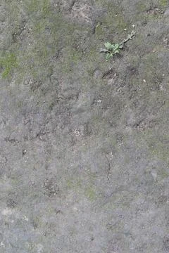 A close-up view of a patch of dirt with moss and a small plant growing in it Stock-Fotos