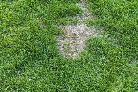 Close-up view of a patch of grass with a darker area indicating possible drying 스톡 사진