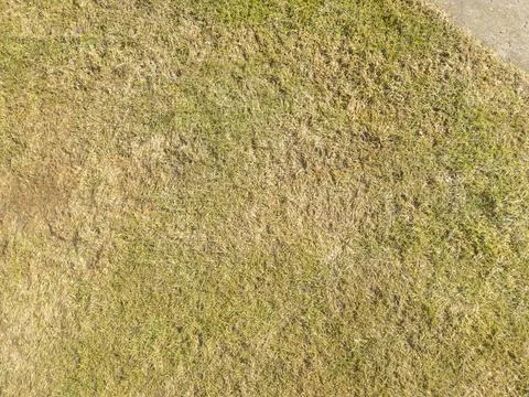 Close-up view of a patchy lawn featuring a mixture of green and brown grass, Foto stock