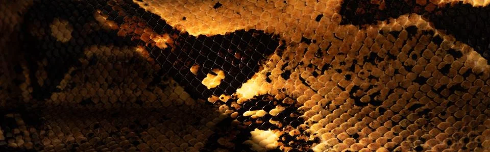 Close view pattern python snakeskin Stock Illustration